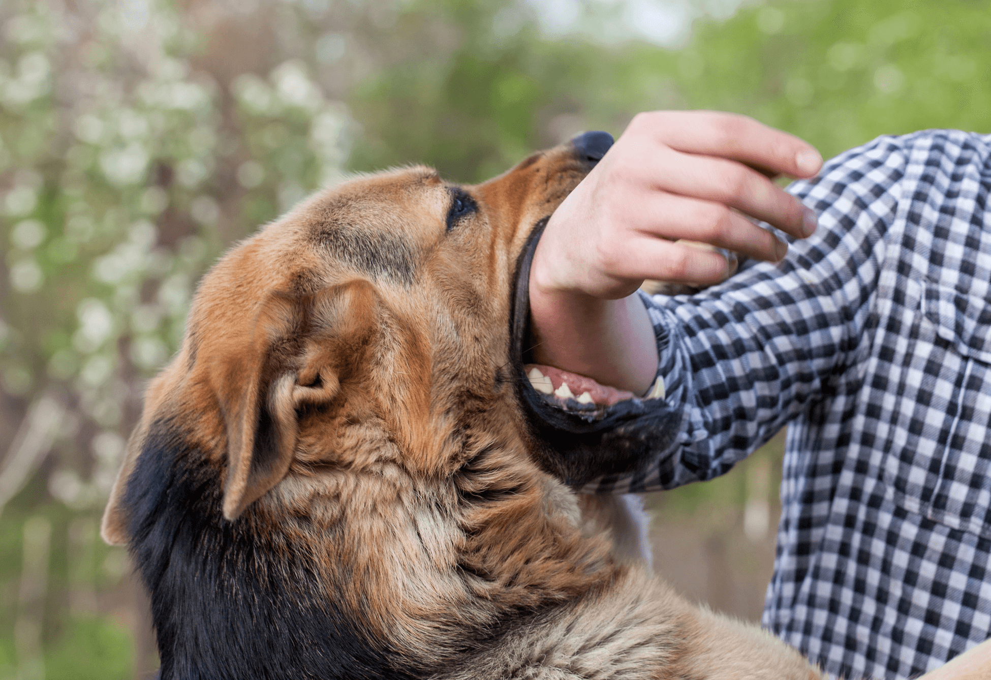 what to do if a dog is following you