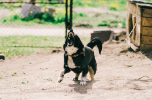 Can You Sue a Dog Owner for a Dog Attack?