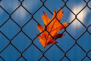 Leaf stuck on a fence